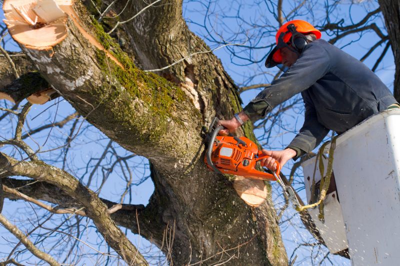Dead Tree Removal in Montgomery County, PA
