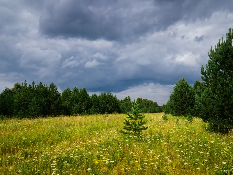 Field Clearing in Salt Lake City, UT