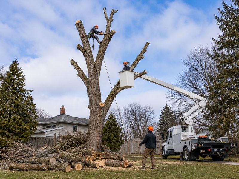 Maple Tree Removal in Duluth, MN