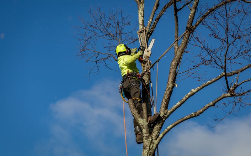 Catalpa Tree Removal Services