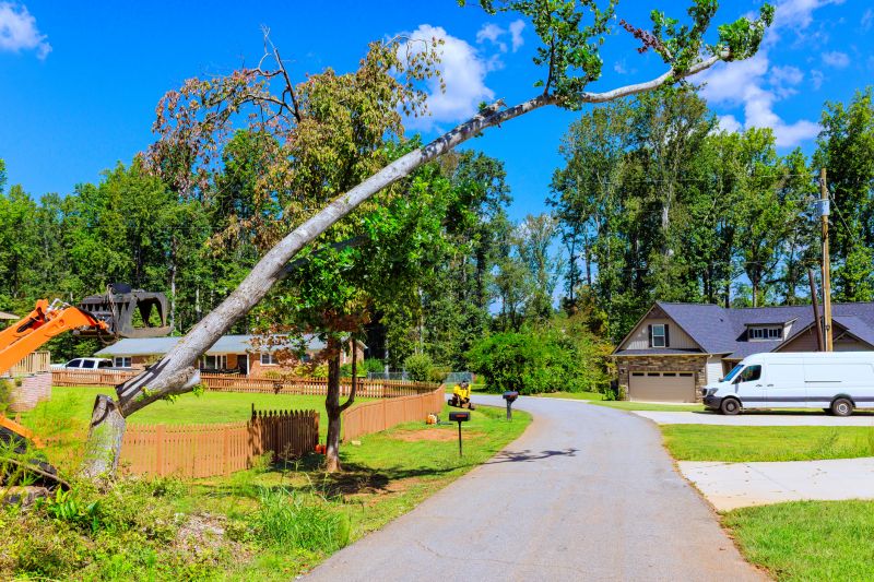 Catalpa Tree Removal