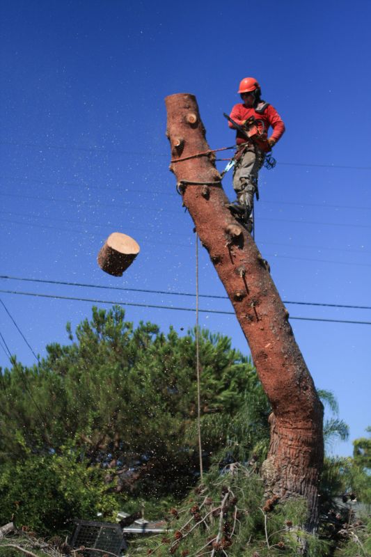 Catalpa Tree Removal
