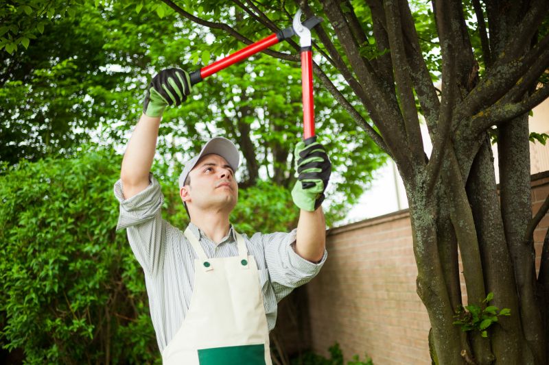 Catalpa Tree Removal