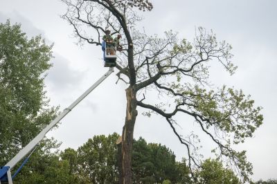 Catalpa Tree Removal