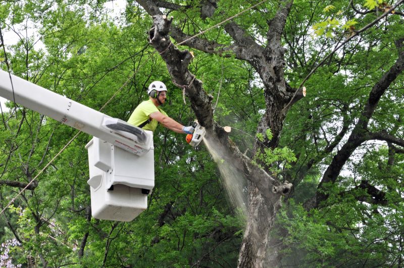 Catalpa Tree Removal