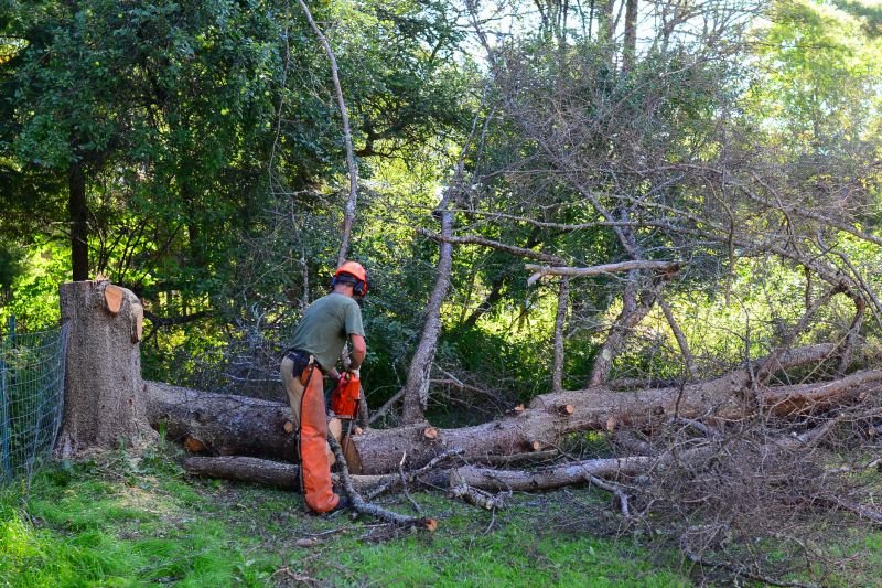 Catalpa Tree Removal
