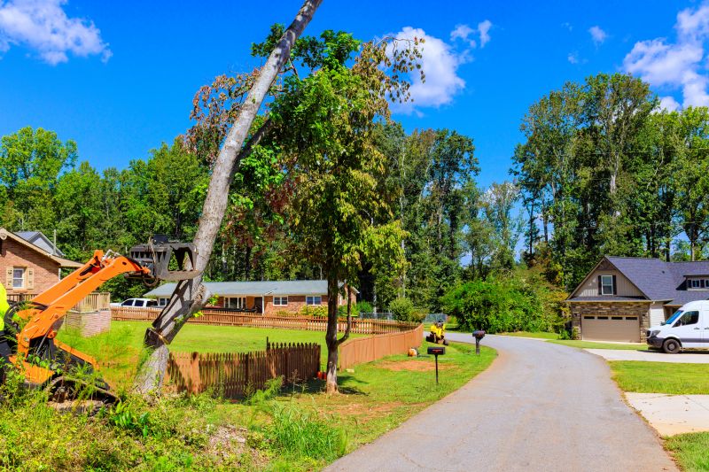 Catalpa Tree Removal