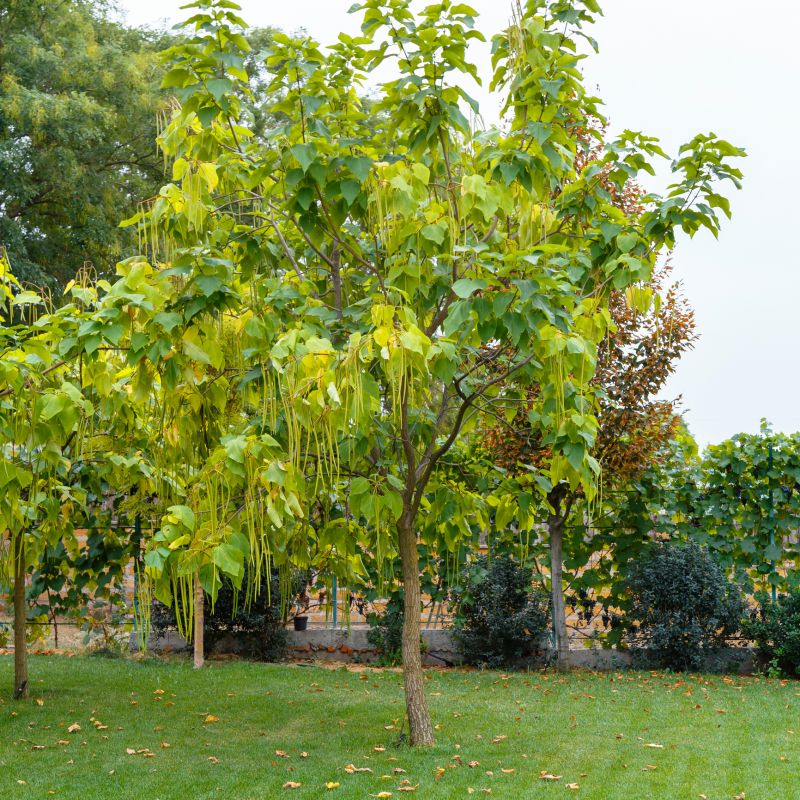 Catalpa Tree Removal