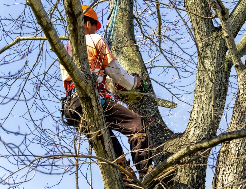 Catalpa Tree Removal Equipment