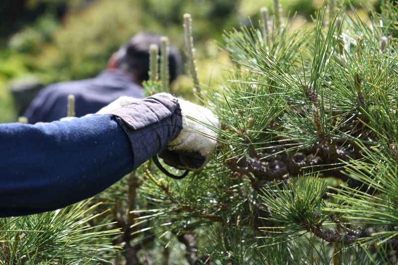 Cypress Tree Trimming in Reno, NV