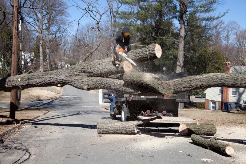 Dead Tree Removal in Duluth, MN