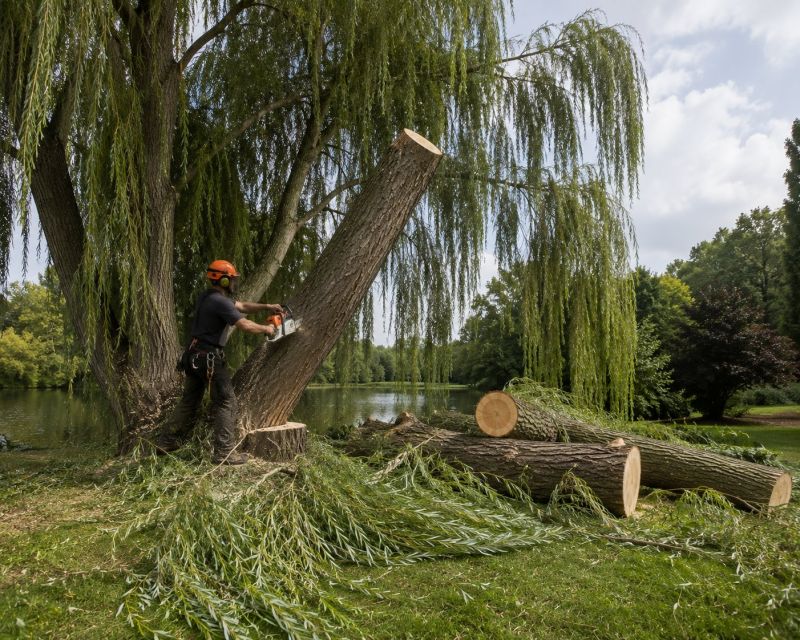 Dogwood Tree Removal in Bucks County, PA