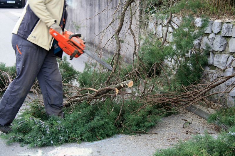 Mimosa Tree Removal in Duluth, MN