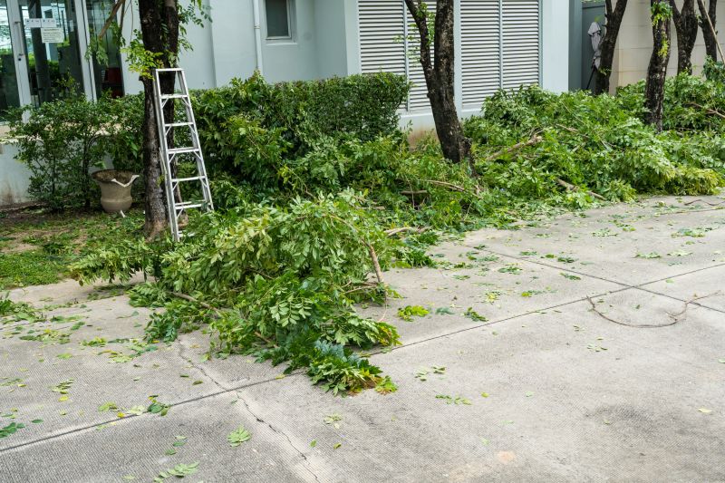 Mimosa Tree Removal in Aiken, SC