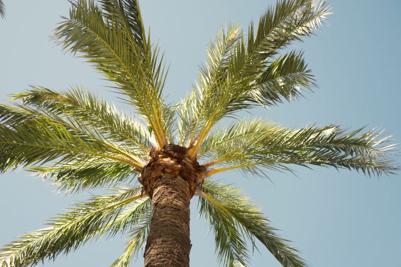 Palm Tree Removal in Montgomery County, PA