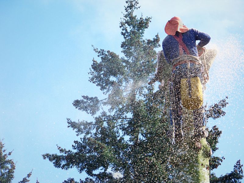 Spruce Tree Removal in Aiken, SC