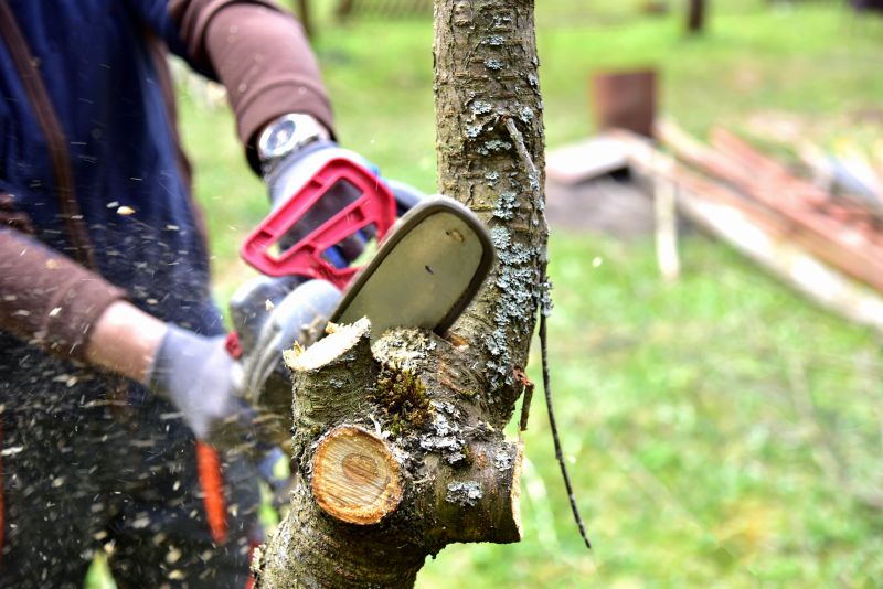 Tree Shaping Service in Reno, NV