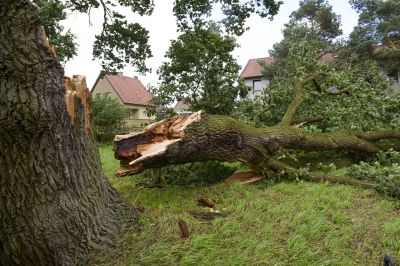 Emergency Tree Removal Teams