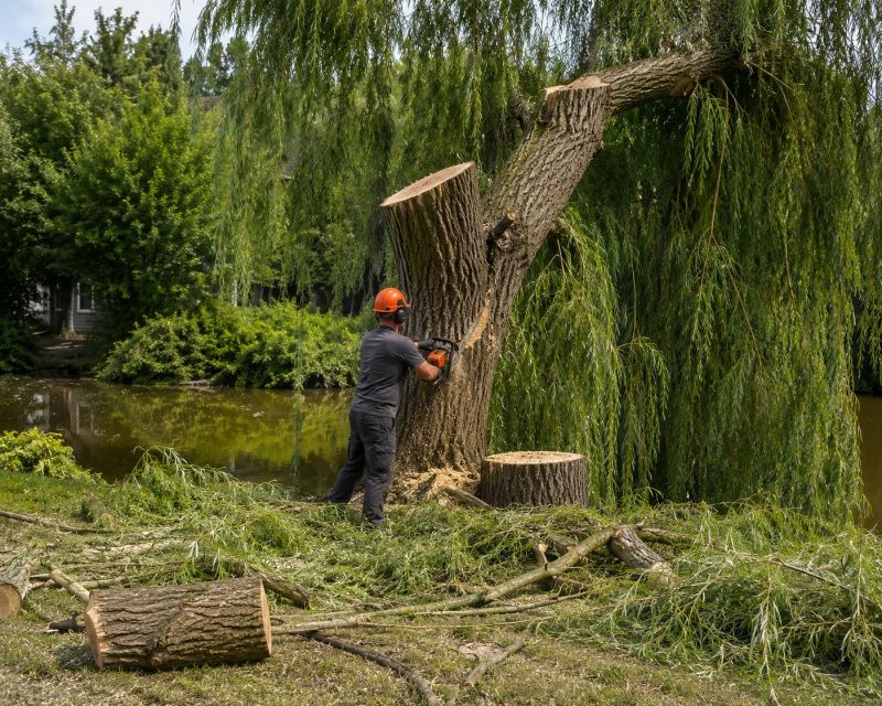 Willow Tree Removal in Reno, NV