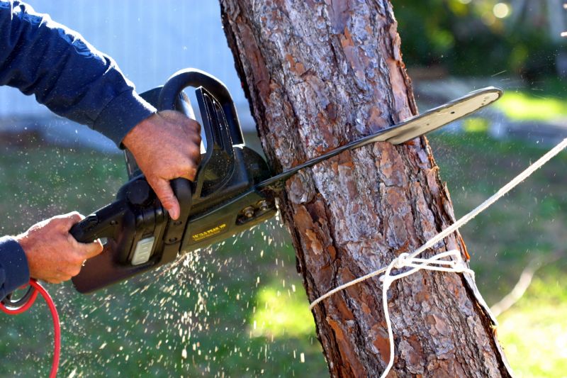 Willow Tree Removal in Montgomery County, PA